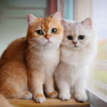 jenis hewan peliharaan populer